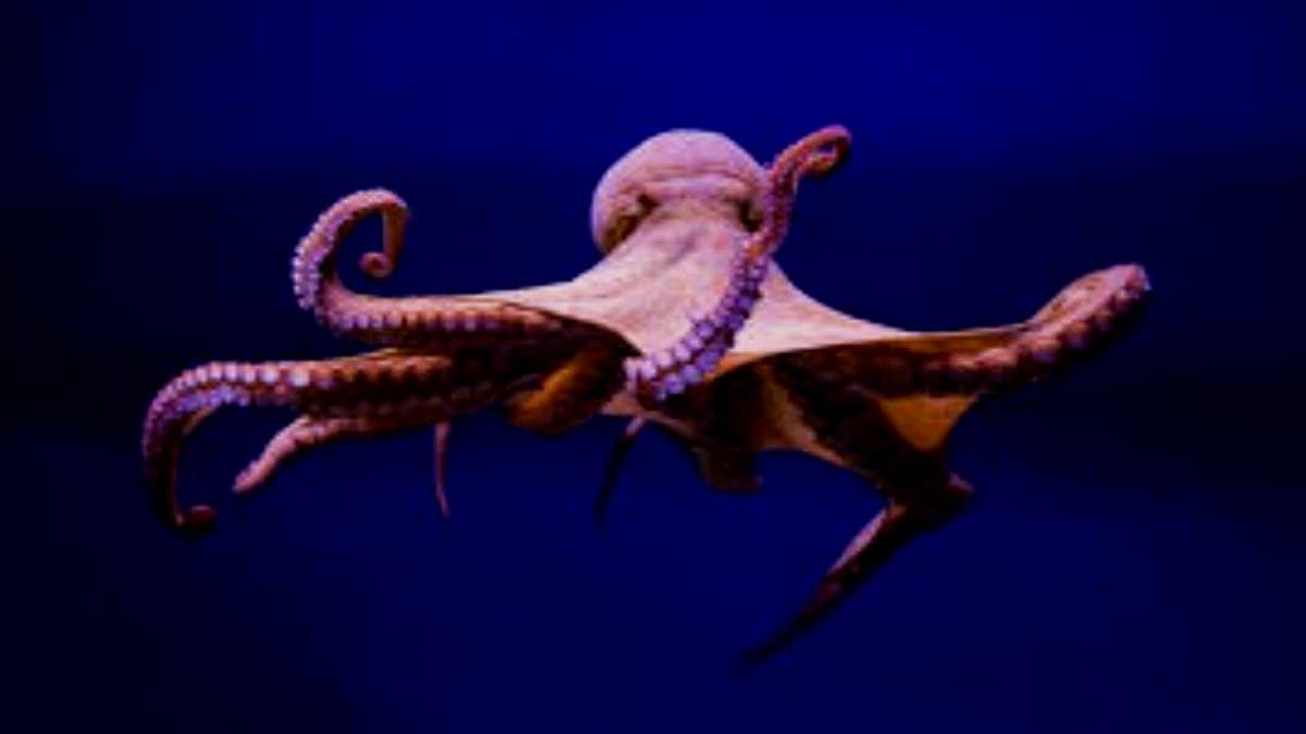 Weird behaviour of bangladeshi man with octopus gets viral