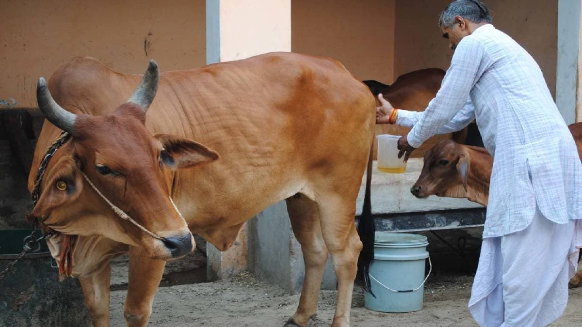 IIT Madras director praises cow urine for its medicinal value 