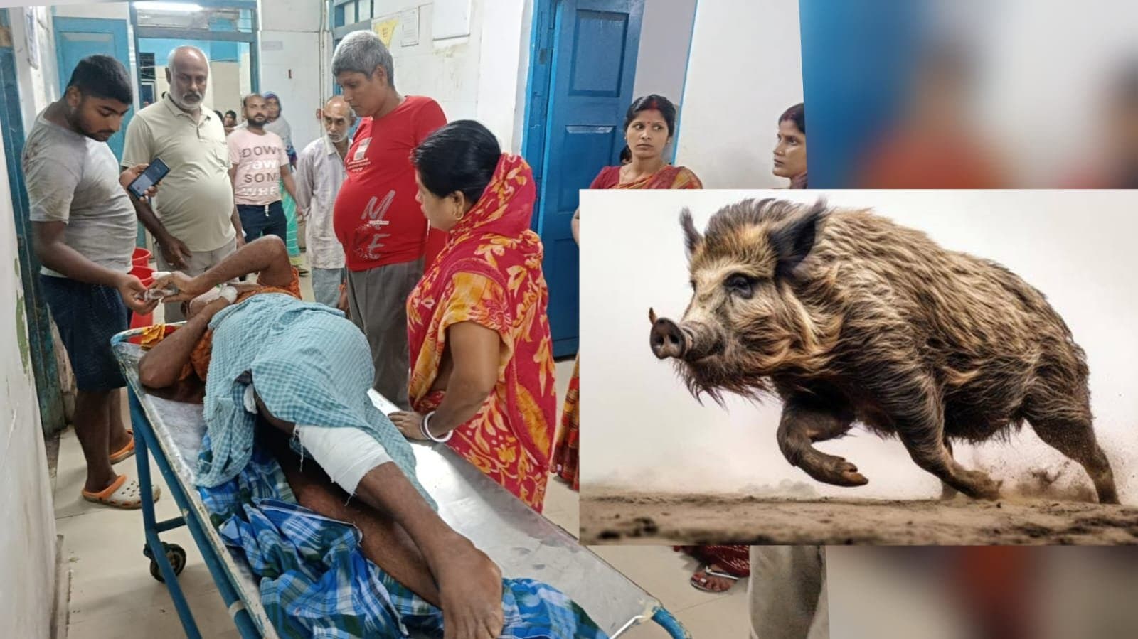 আদিবাসীদের শিকার পরবে পাল্টা হামলা বন্য শুকরের, হাসপাতালে ভর্তি তিন 
