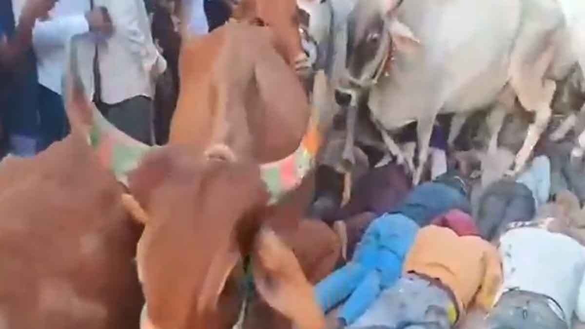 Unique ritual in Ujjain cows walking over men lying on ground gnr 