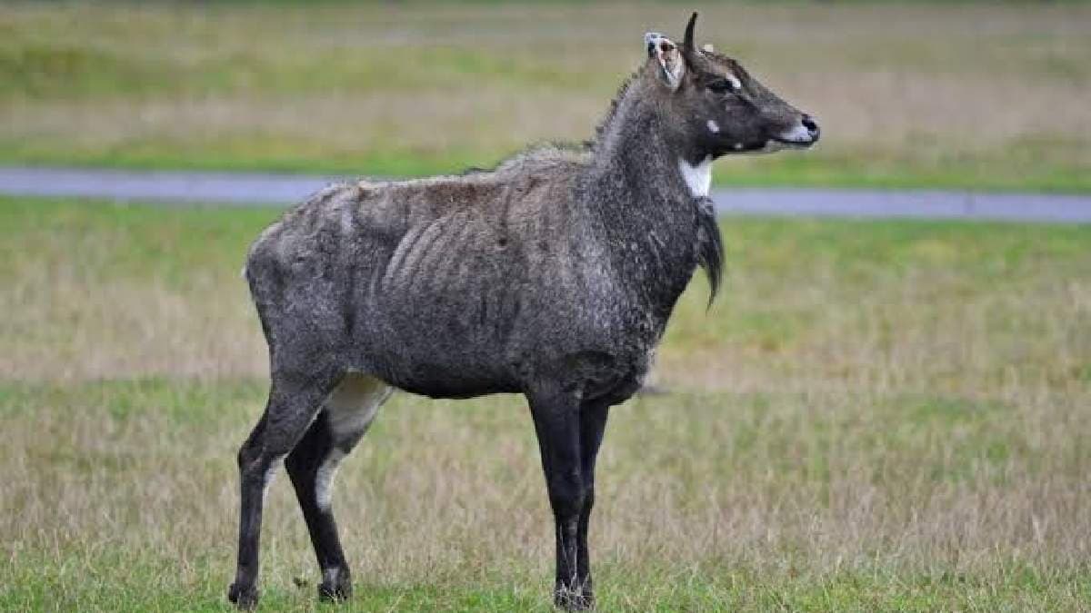 Nilgai entered from Nepal