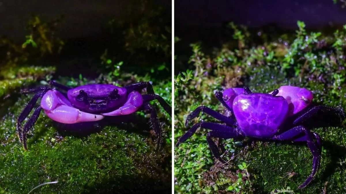 New purple coloured Crab Discovered in Thailand