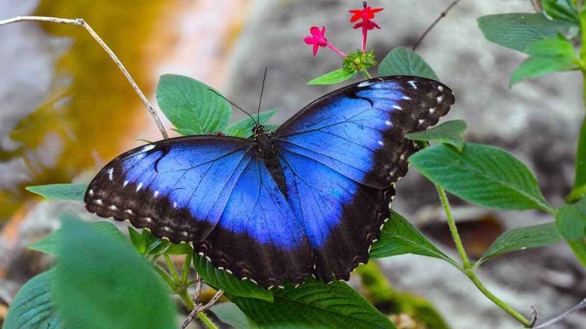 Why the colour of blue is rare in nature gnr