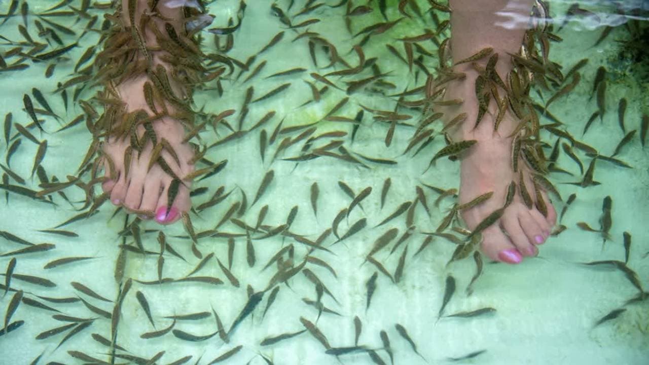 Is fish spa healthy for skin or it can causes infection know the actual truth