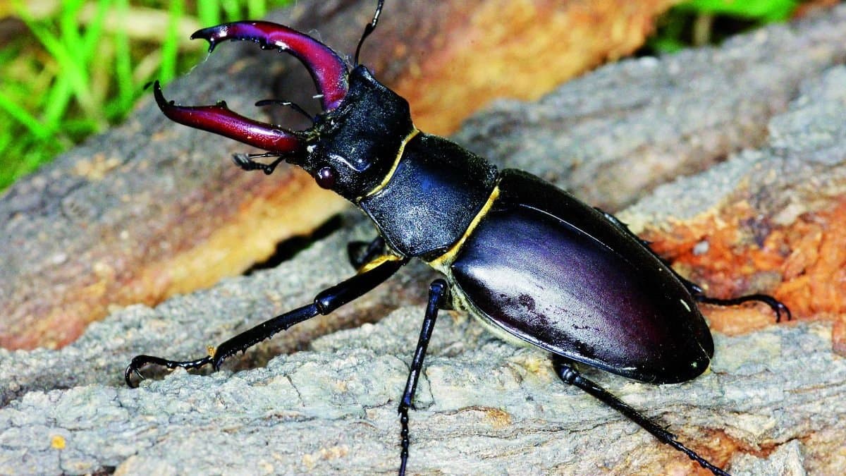 This rare stag beetle is worth more than a luxury car