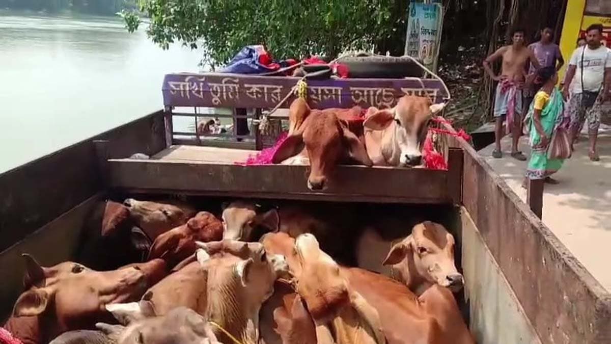 A teenager was seriously injured after being hit by a van loaded with cows at Lalabagh-Sahapur Ghat in Murshidabad