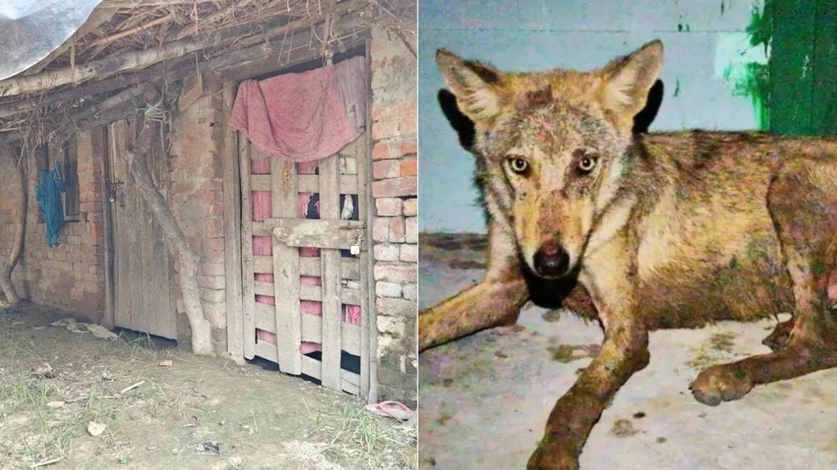Bahraich village shattered due to wolf attack