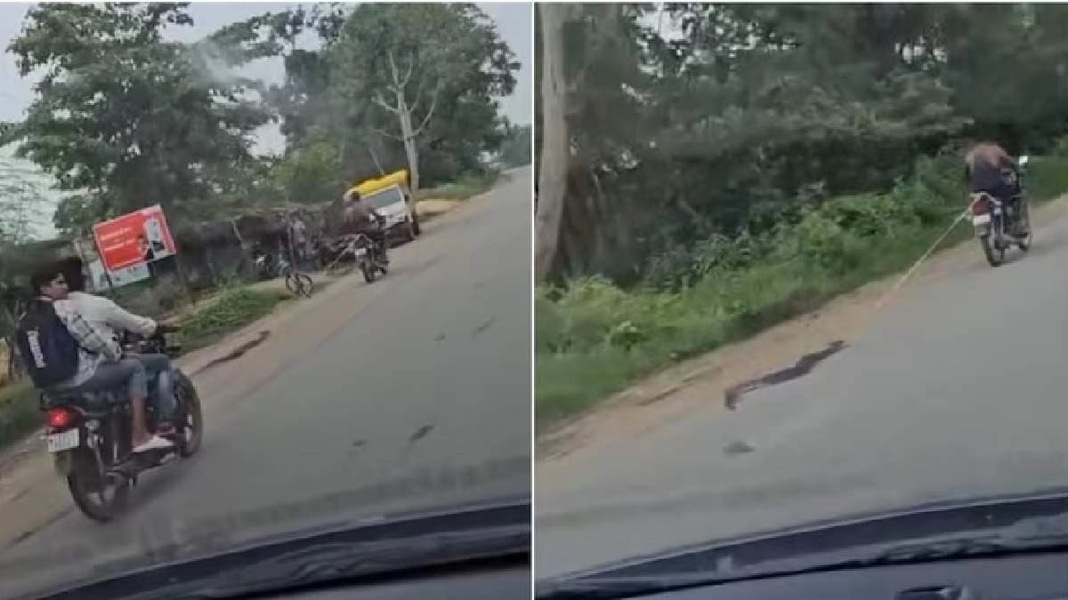 Chhattisgarh man ties python to bike with rope drags it along road in viral video