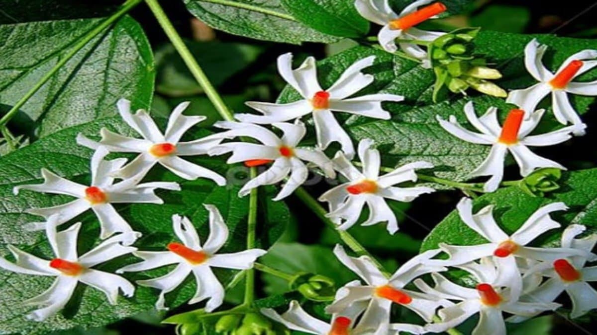 these are the health benefits of night Blooming jasmine LIF