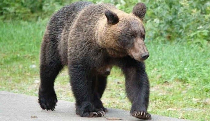 Sharp rise in bear attacks in Japan