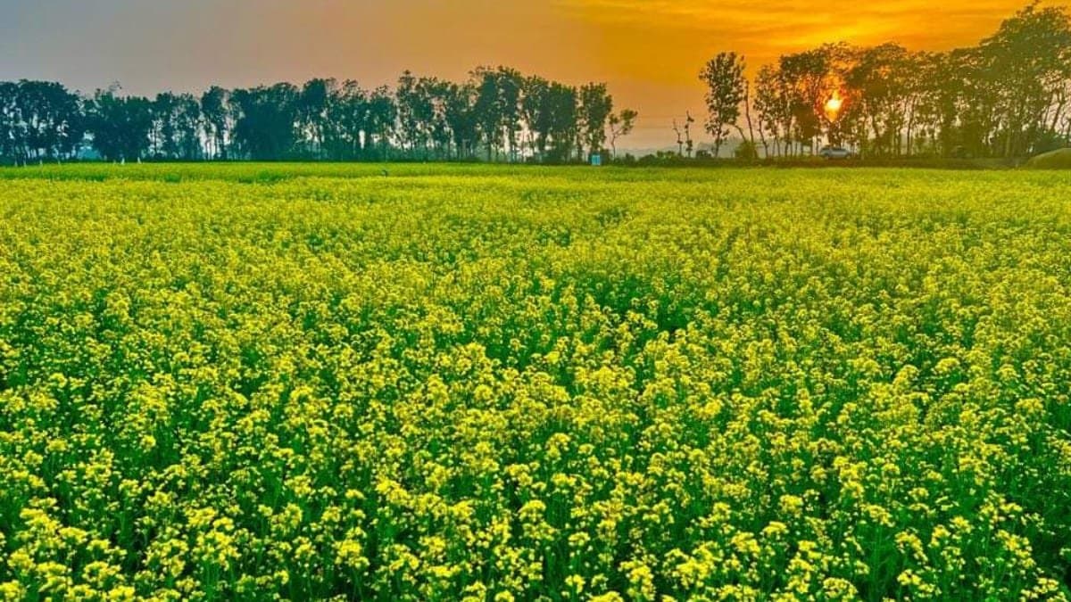 the mustard leaves helps to prevent Cancer cells and skin infections also helps to maintain good blood sugar level lif