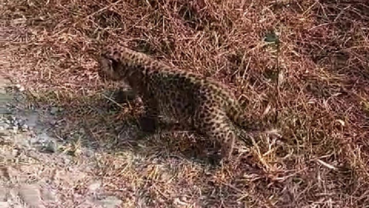 Cheetah cubs at the army camp in Dooars