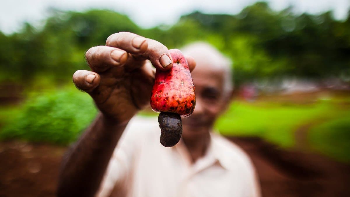 Healthy benefits of Cashew Nut may increase power and prevent heart attack