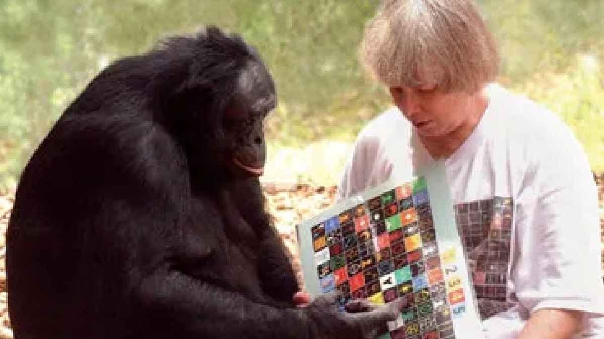 Besides Humans bonobo has Developed Language Skills