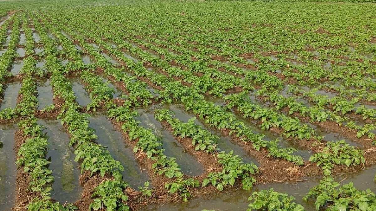 Cultivation land was submerged administration stand by the affected farmers