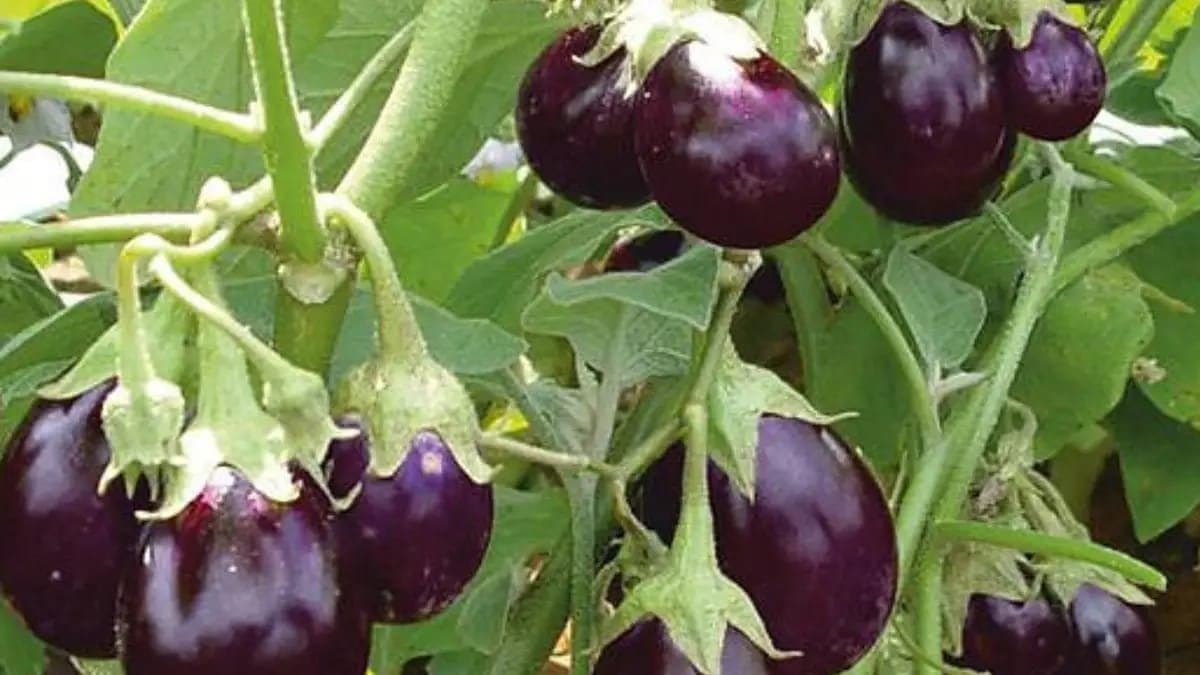By these all tricks you can increase to grow brinjal on your terrace garden lif