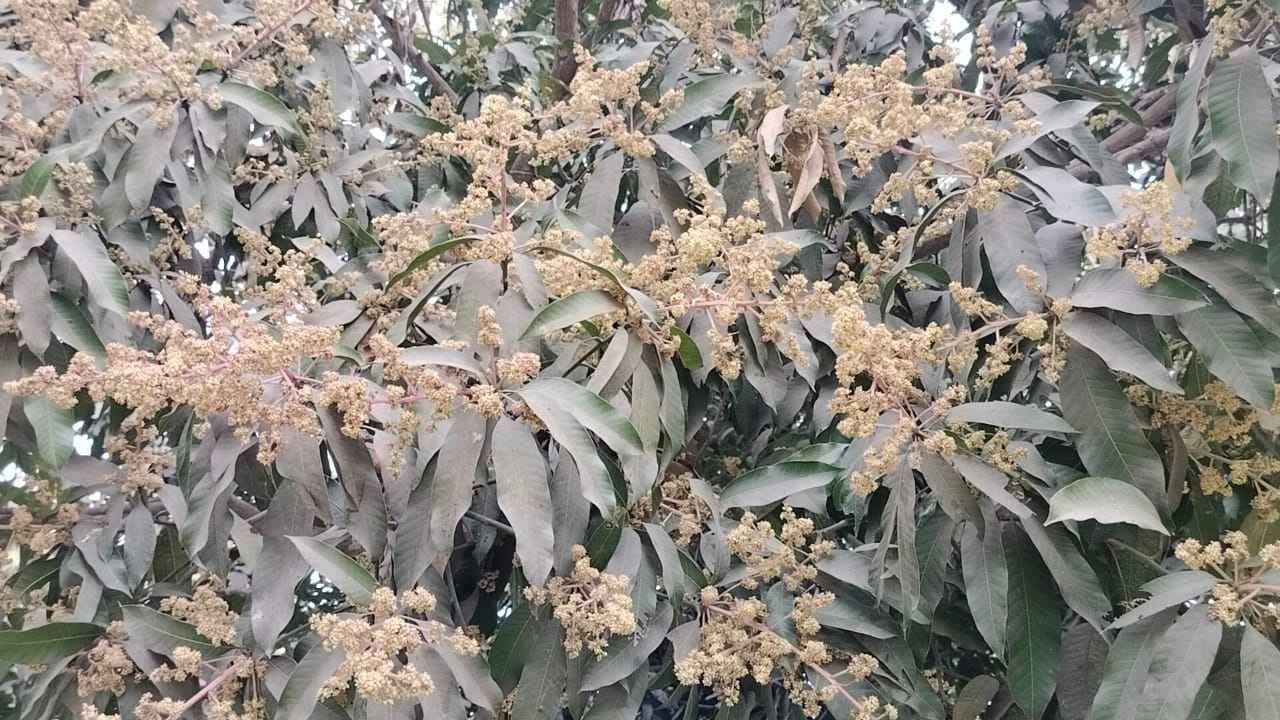 Common people may procure good quality of mangoes in lower price gnr