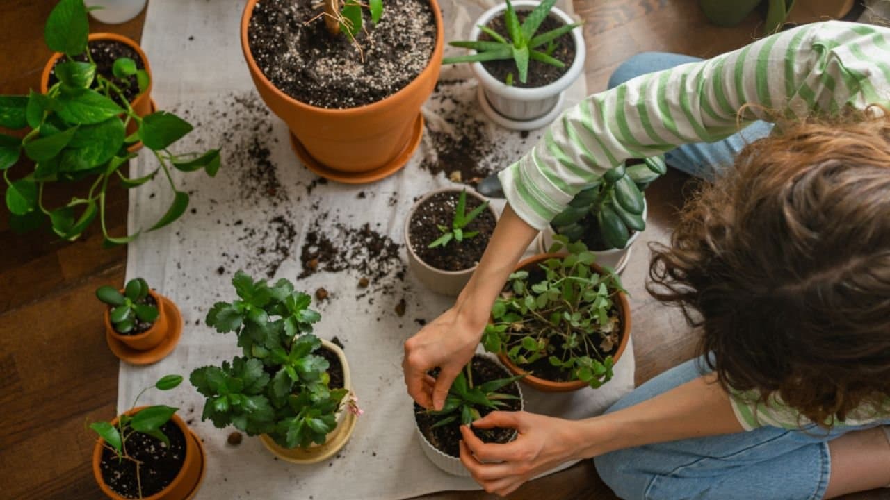 Winter Gardening Tips how to take care of plants during cold months