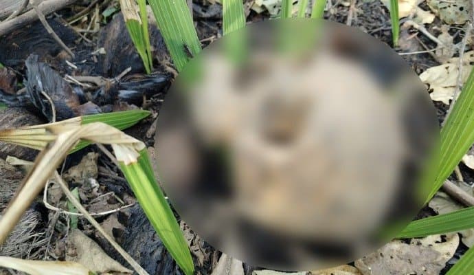 Human Skeleton found in murshidaabad 