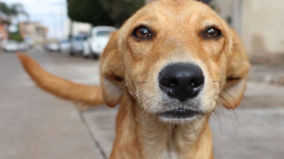 Caramel-Coloured Street Dogs in Brazil Became A National Symbol