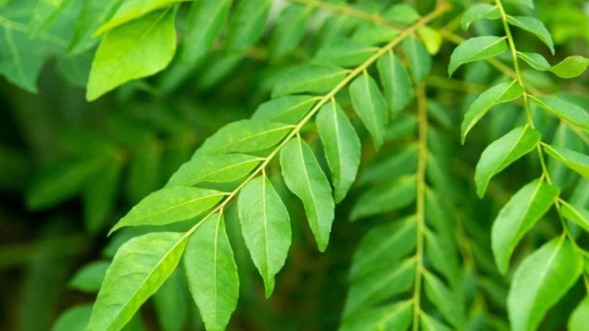 কারি পাতা শুধুমাত্র রান্নার জন্যই নয়, এটি স্বাস্থ্যের জন্যেও অনেক উপকারী, দেখে নিন 