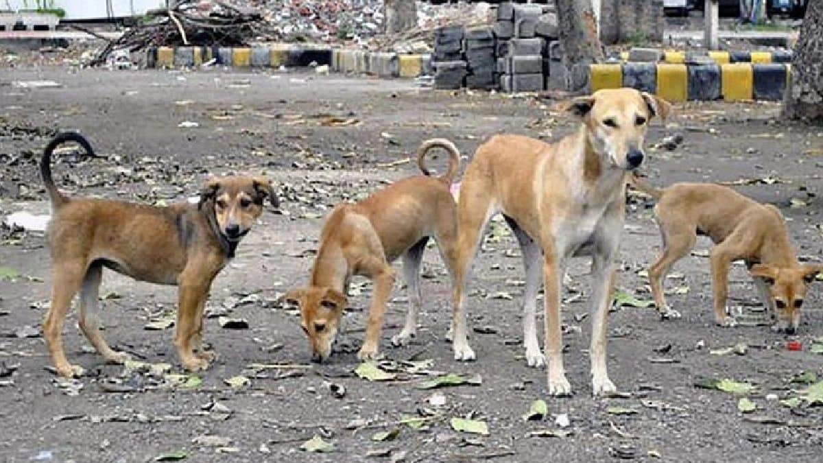 Delhi stray dogs case update The Supreme Court three-judge bench  reserved order in the stray dogs Supreme Court case