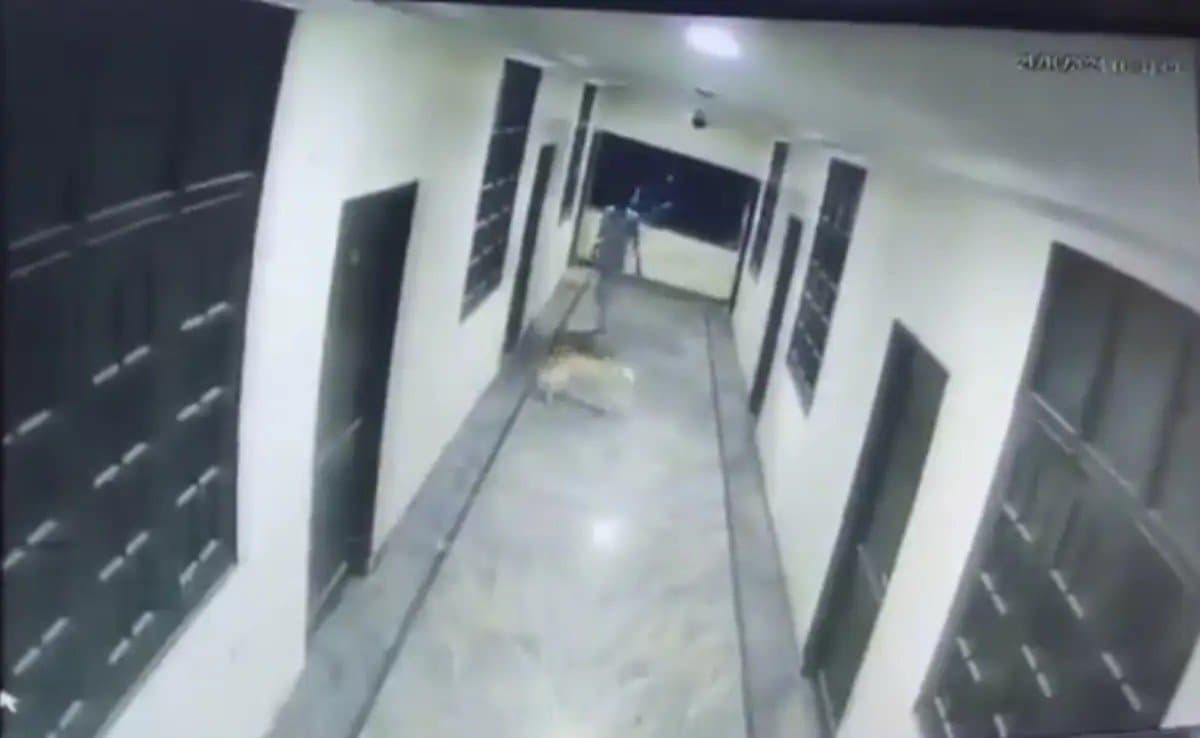 Student Chasing Dog Falls Off 3rd Floor Of Hyderabad Hotel, Dies gnr 