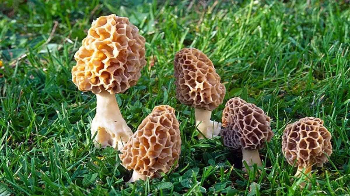 What makes gucchi mushrooms the most expensive in India