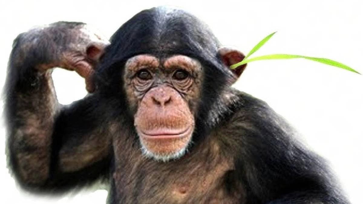 New trend of chimps to put grass in anus