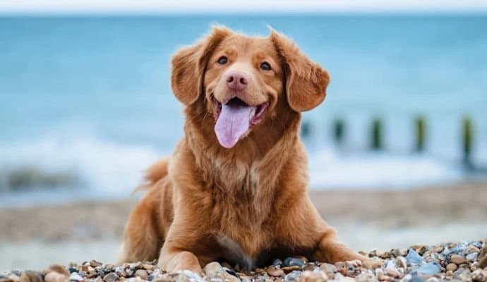 Pet Care: পোষ্য কুকুর কী বলতে চায়? সহজেই বুঝবেন কোন উপায়ে? রইল চিকিৎসকের পরামর্শ 