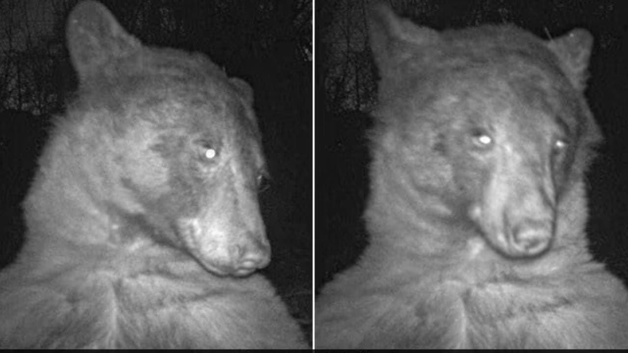 Bear took 400 selfies after seeing a camera