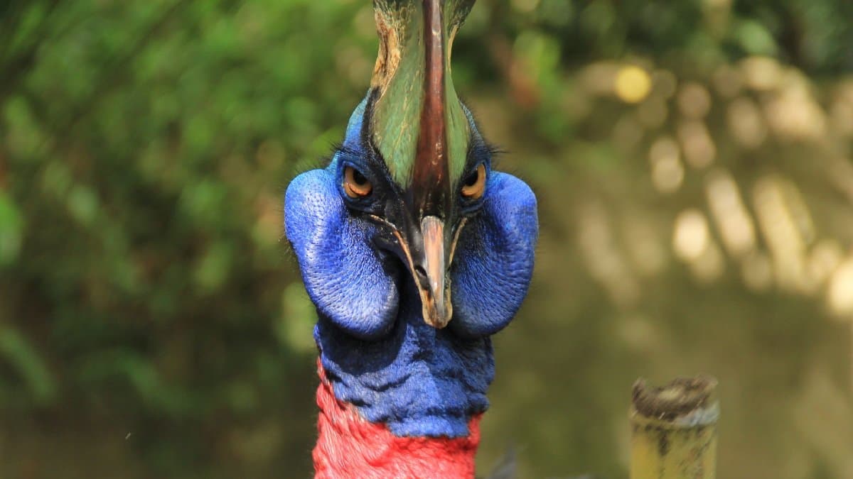 This story about Cassowary Worlds Most Dangerous Bird 