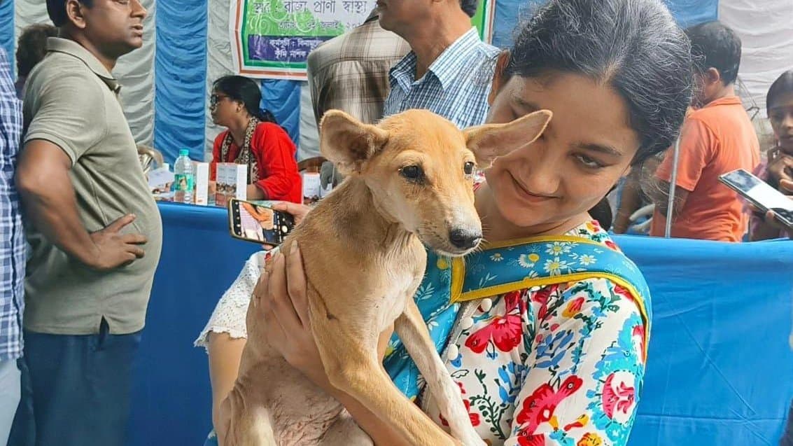 Vaccinate Stray Dogs And Cats Against Rabies.