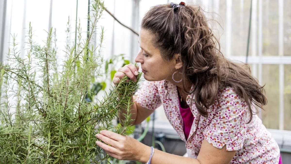Sniffing Rosemary can enhance memory and cognitive function 