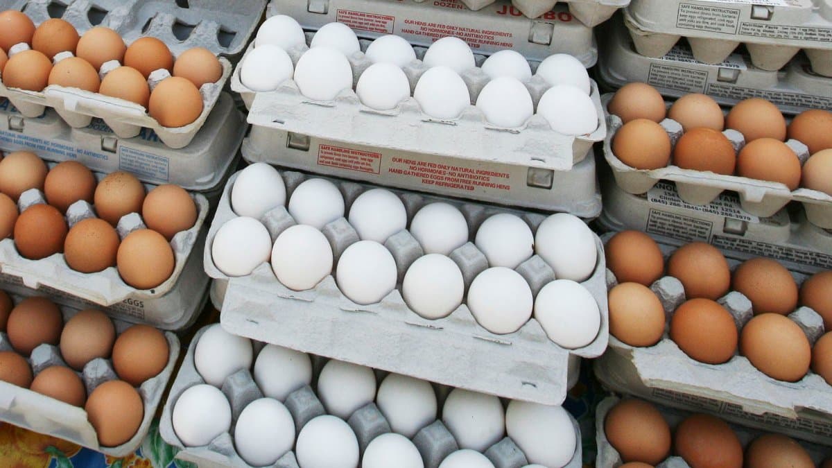 Almost 1 lakh eggs worth 40,000 USD stolen in Pennsylvania amid nationwide shortage gnr