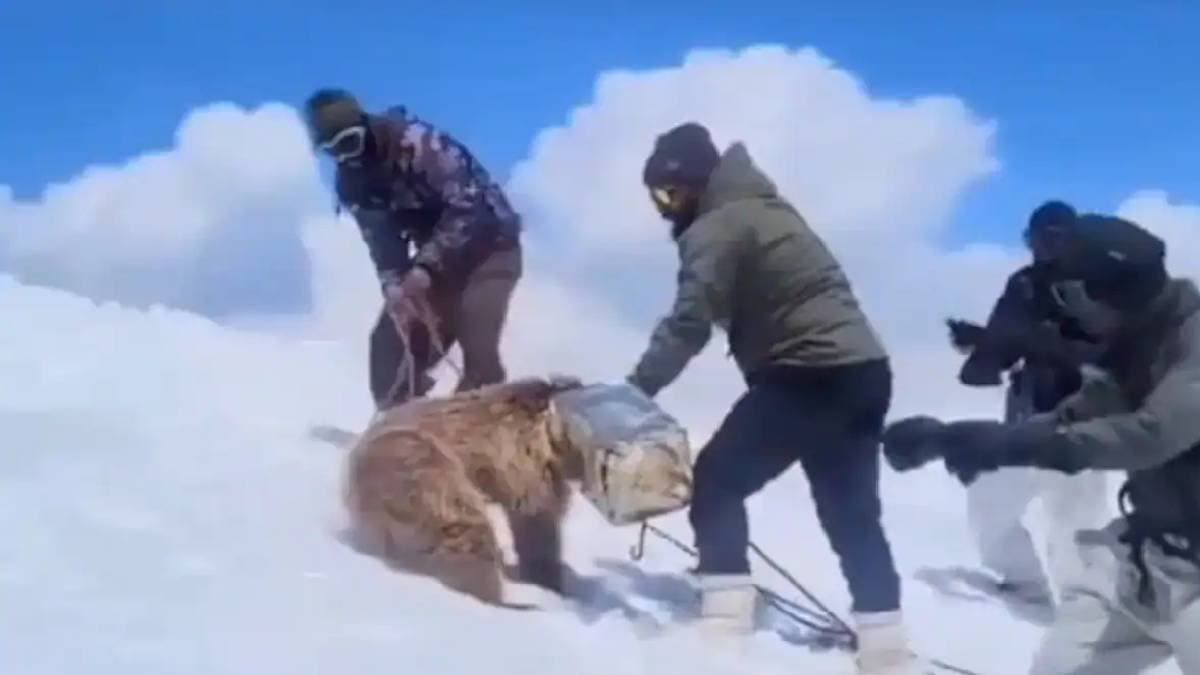 Indian Army Rescues Himalayan Brown Bear Cub Trapped In Tin Can