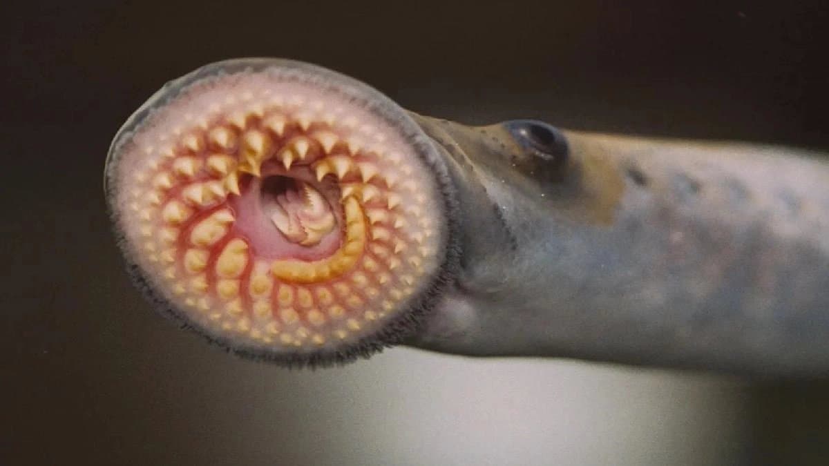 Fascinating physical structure of Leech