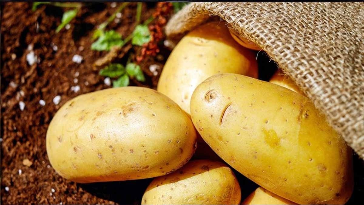 by these all tricks you can identify the original potatoes instead of artificial lif