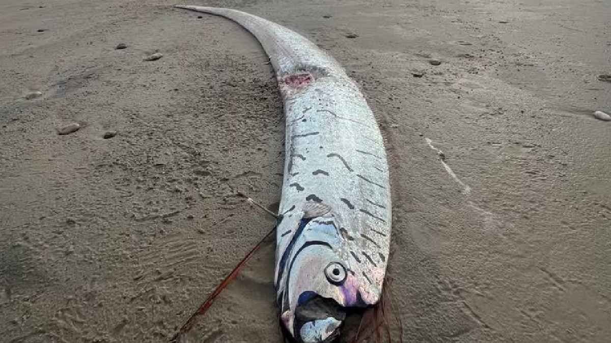Doomsday oarfish washes up on Tasmania s wild west coast create panic
