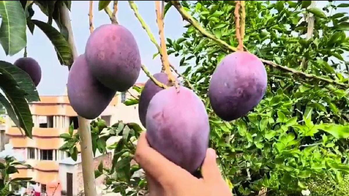 Miyazaki mango can be cultivated on rooftop garden