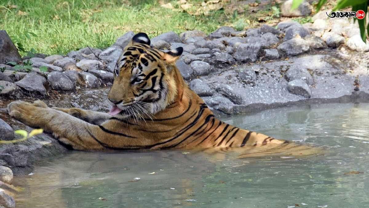 To brave the heat Alipur Zoological Garden authority took special arrangements for pets