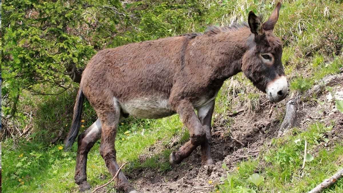 Population of donkeys increase in Pakistan will export 2 Lakh in China gnr 