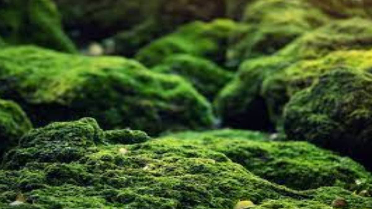 Preservation of Moss