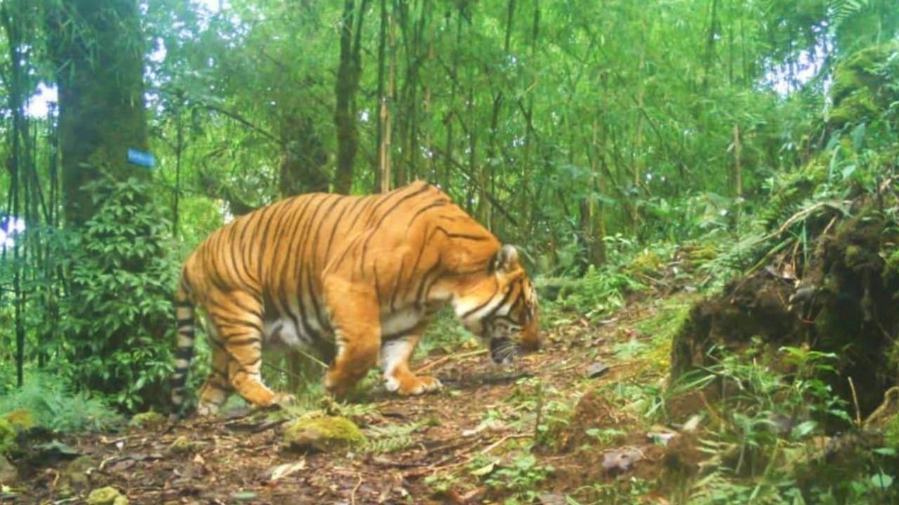 Royal bengal tiger at high hill area