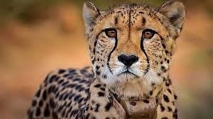 leopard dead body found 