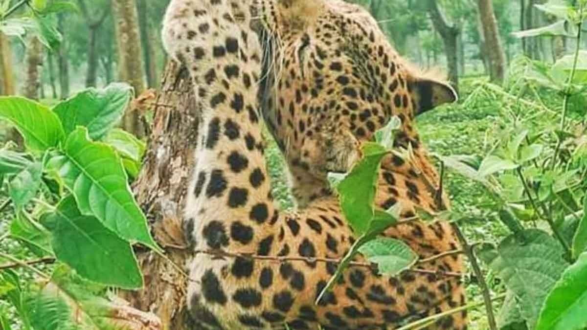 cheetah got stuck in the iron fence of the tea garden as the forest workers rescued