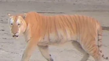 Rare Golden Tiger Crosses Tourists Path In Kaziranga Park gnr 