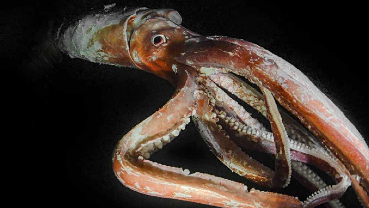 Bizaree creatures: Antarctic Giant Squid saw alive for first time after 1898