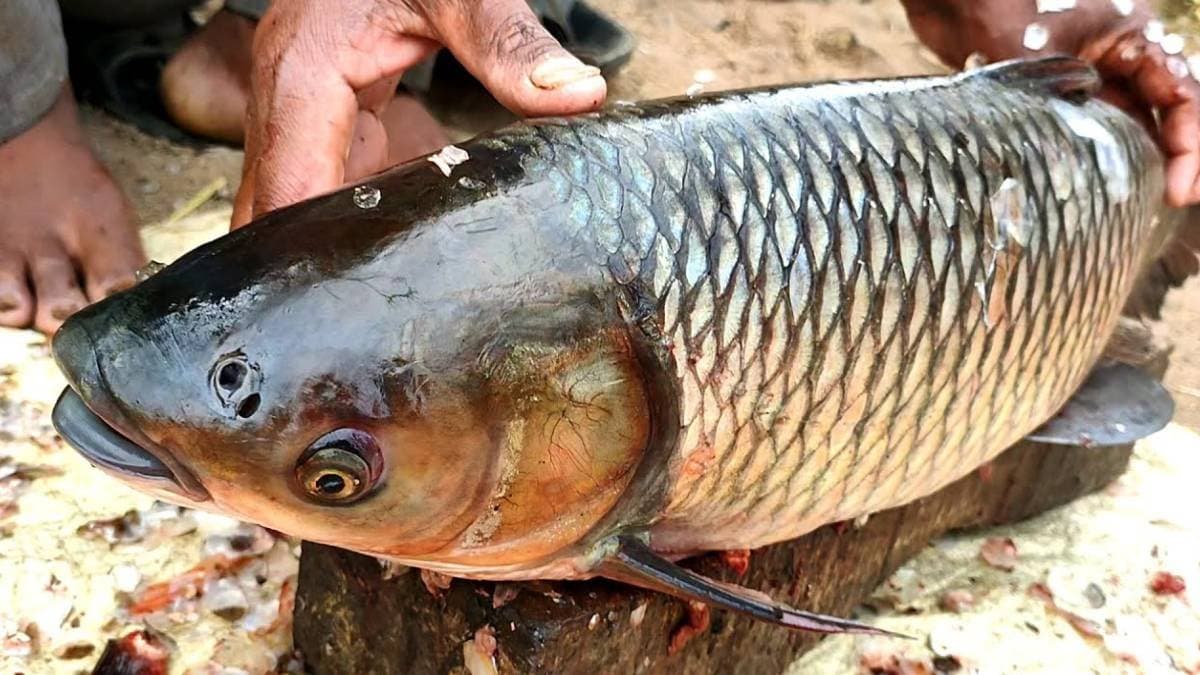 Eating rohu fish may cause severe reaction to health