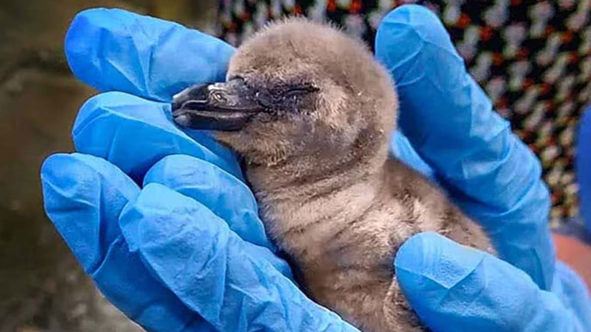 Penguin chicks born at Mumbai zoo should be given Marathi names demand by BJP